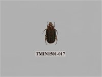 藏品(黑斑陷紋金龜)的圖片